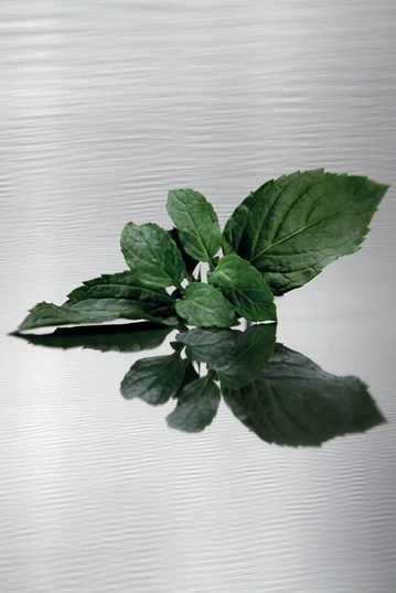 Fresh mint for the mojito